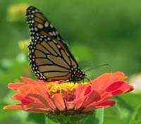 Monarch Butterfly Used In Butterfly Releases