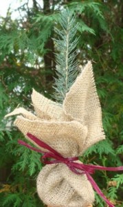 Tree Wedding Favor