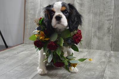 Dog Wedding Attire 