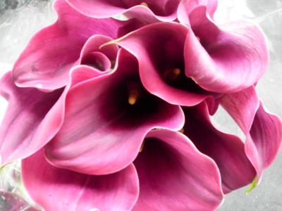 Pink Calla Lilies