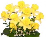Daffodils