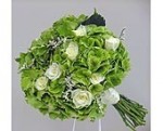 Hydrangea