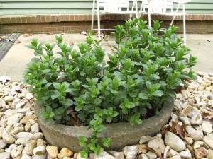Fresh Mint in the Garden
