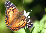 painted-lady Painted Lady Butterfly
