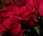 Beautiful Red Roses Beautiful Red Roses