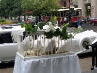 The Flight Of Love White Dove Release