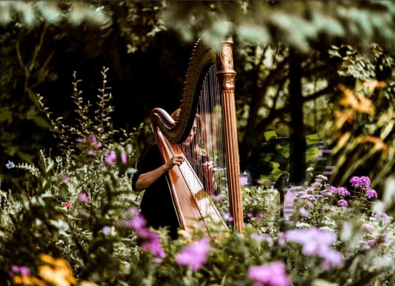 Meg Rodgers, Harpist