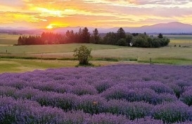 Evening Light Lavender