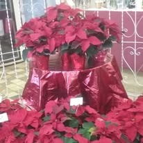 RIVERVIEW FLORISTS