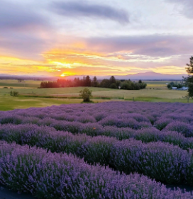 Evening Light Lavender