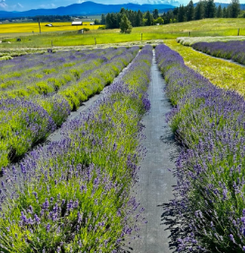 Evening Light Lavender