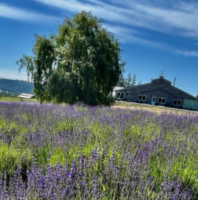 Evening Light Lavender