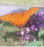 FRAGRANT ACRES' BUTTERFLY FARM
